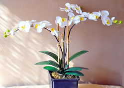 Florero con orquideas blancas.