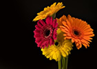 Atado de Gerberas.