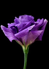 Lisianthus morada.