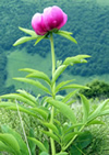 Peonia en el bosque.